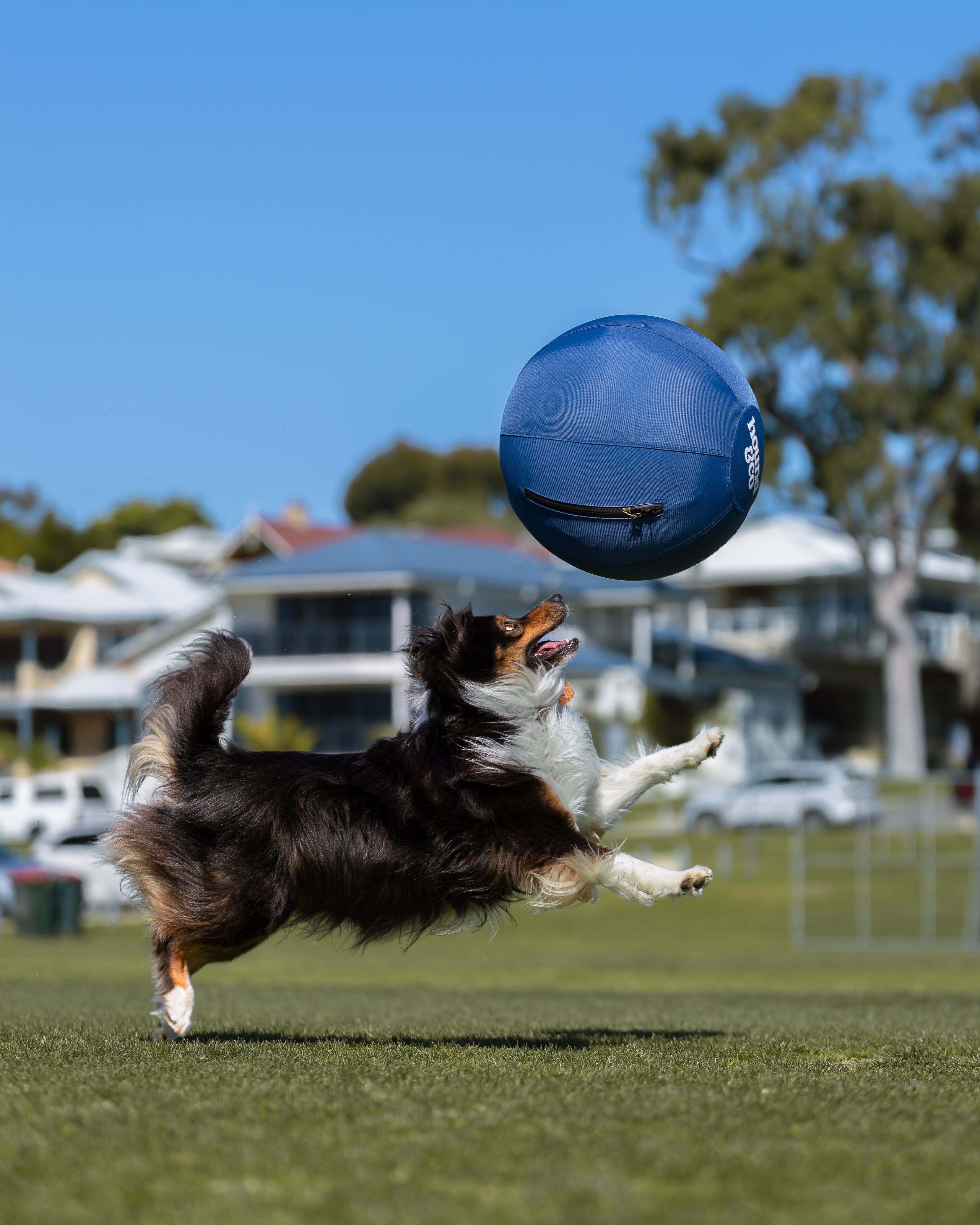 Dog jumping to catch a blue herding ball on a grassy field with houses and trees in the background