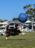 Dog jumping to catch a blue herding ball on a grassy field with houses and trees in the background