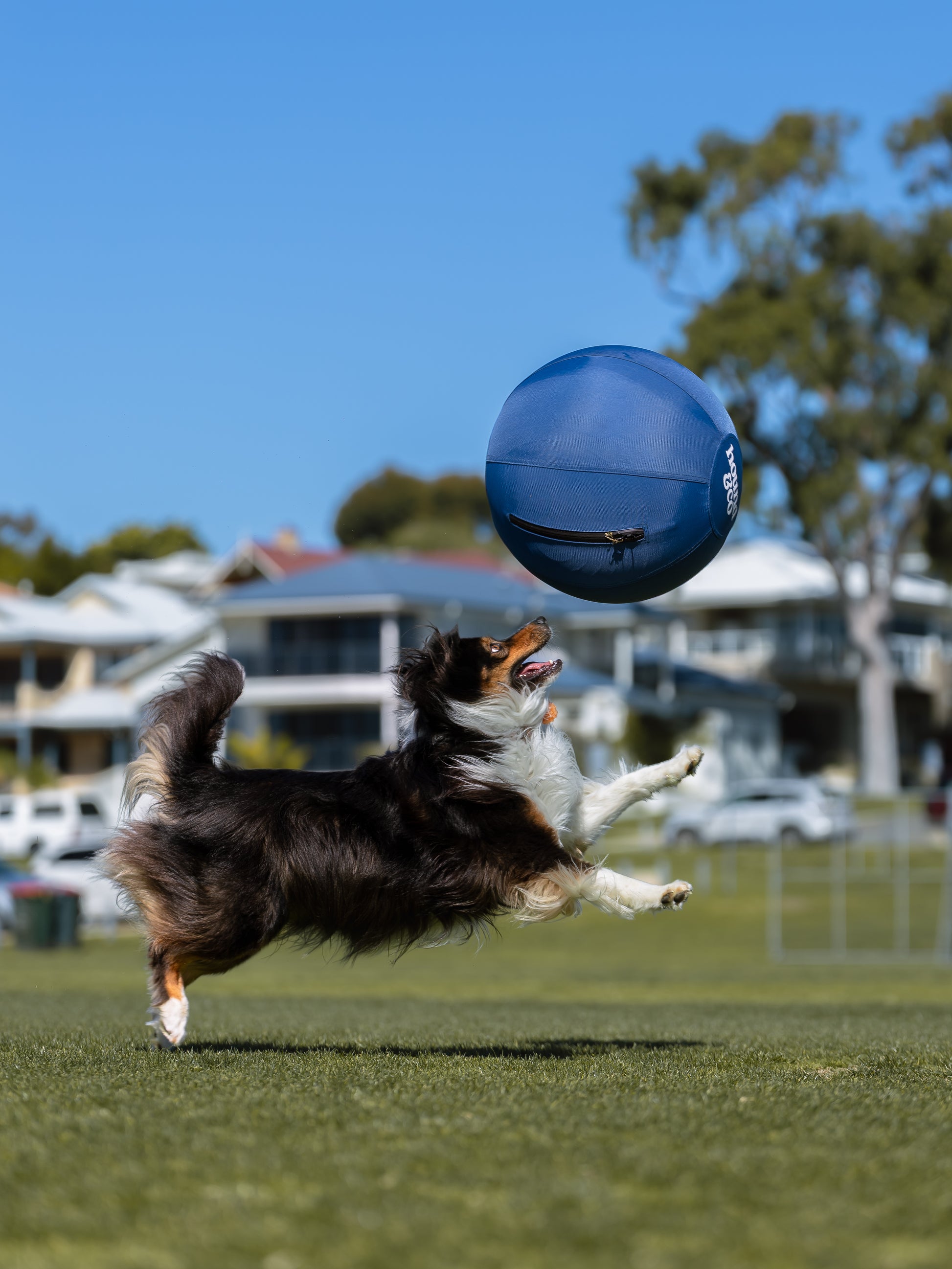 Dog jumping to catch a blue herding ball on a grassy field with houses and trees in the background