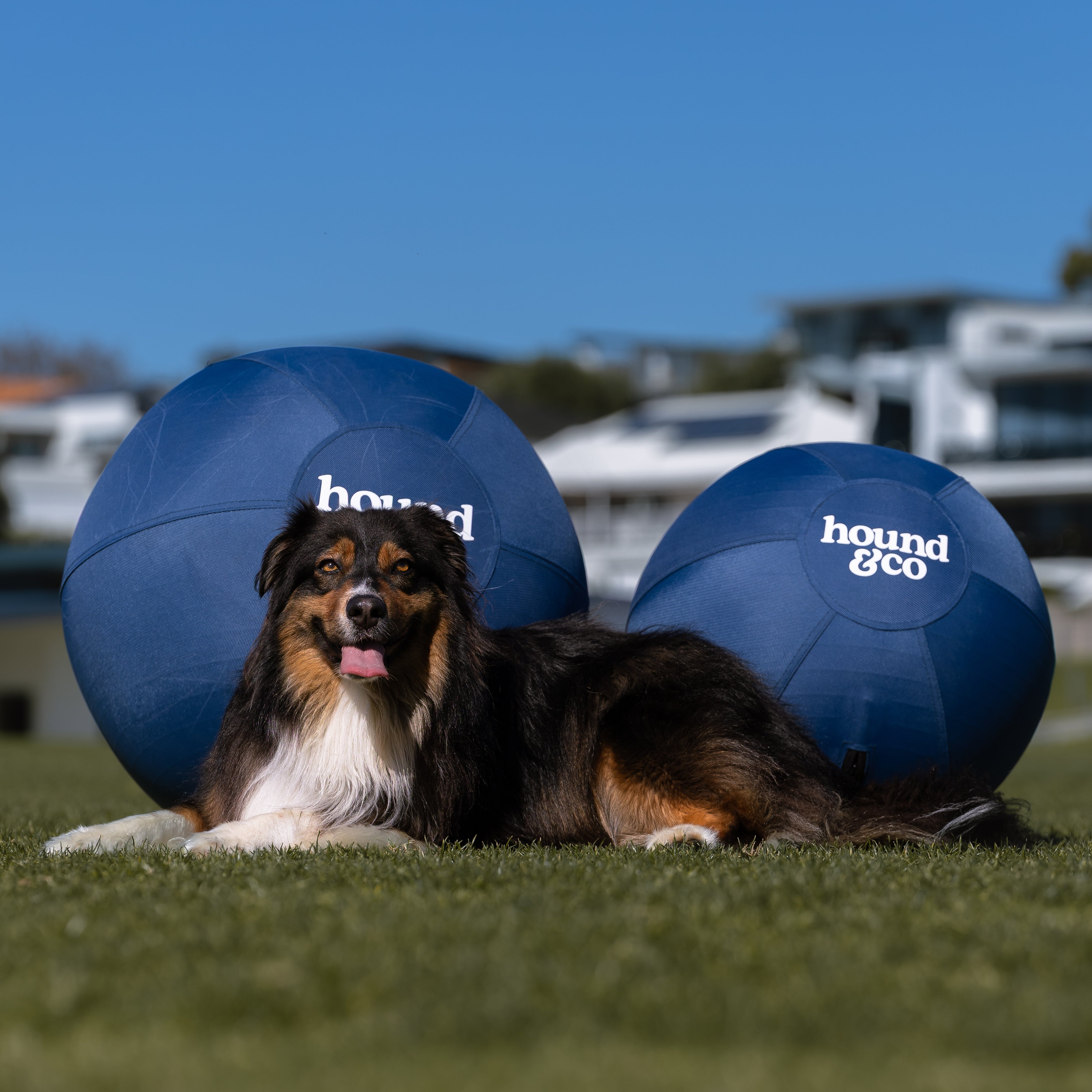 Herding Ball