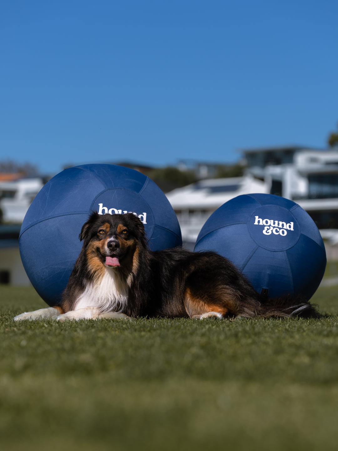 Herding Ball for Dogs Shop online at Hound&CO Dog chasing big