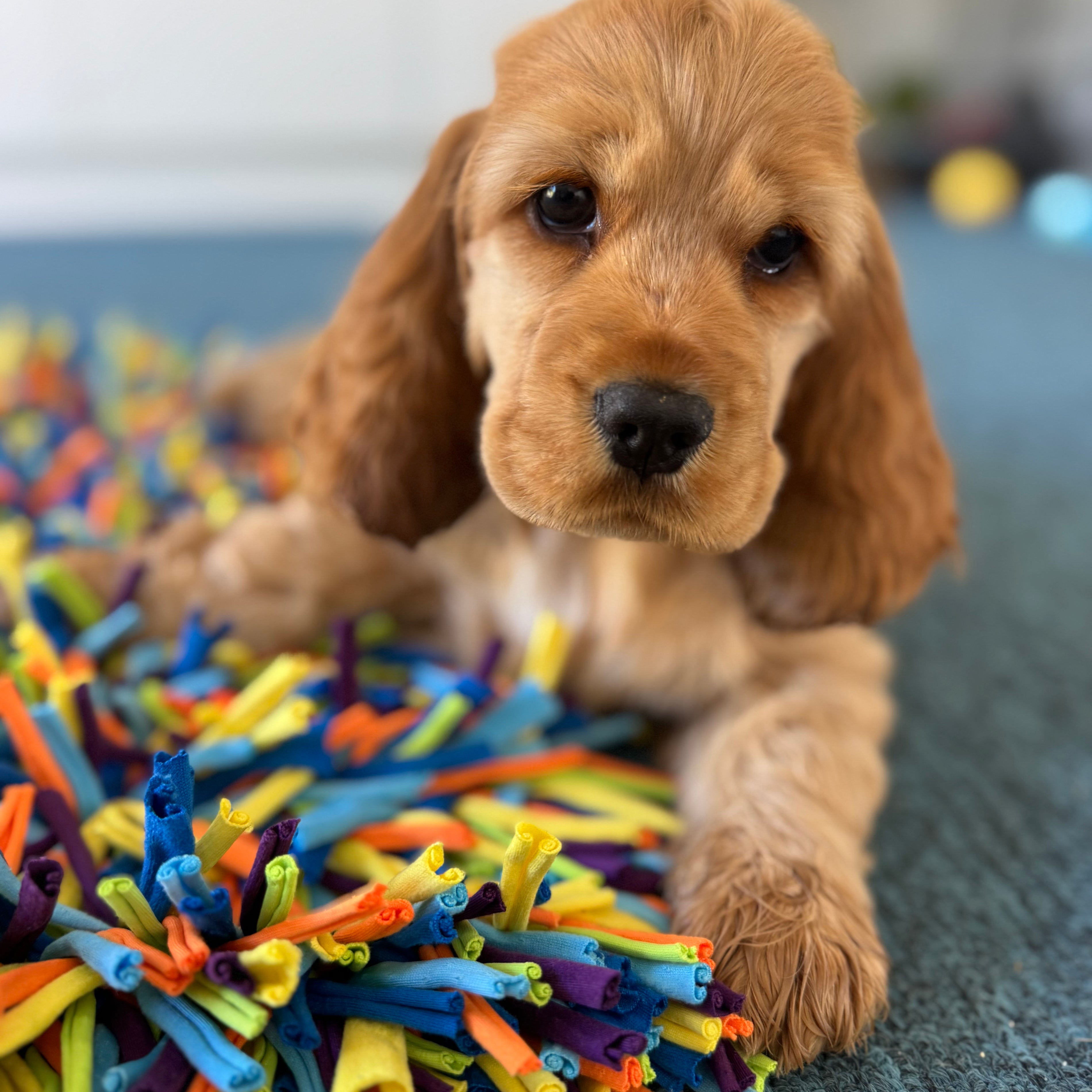 Snuffle Treat Mat