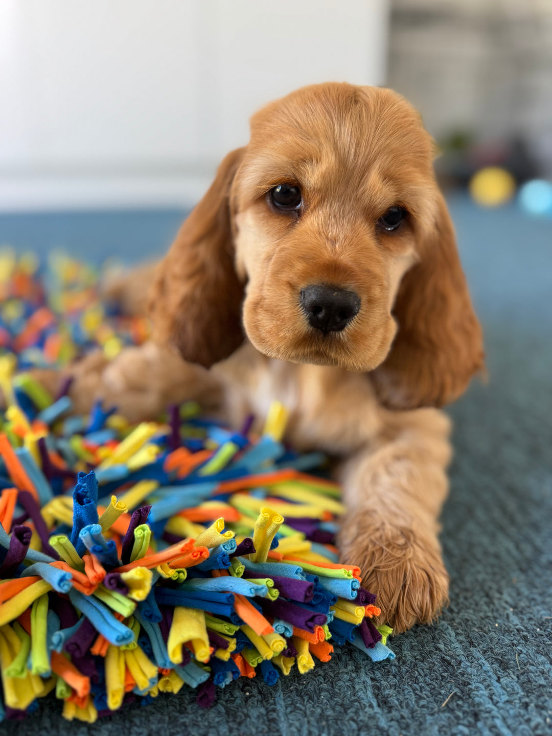 Snuffle Treat Mat