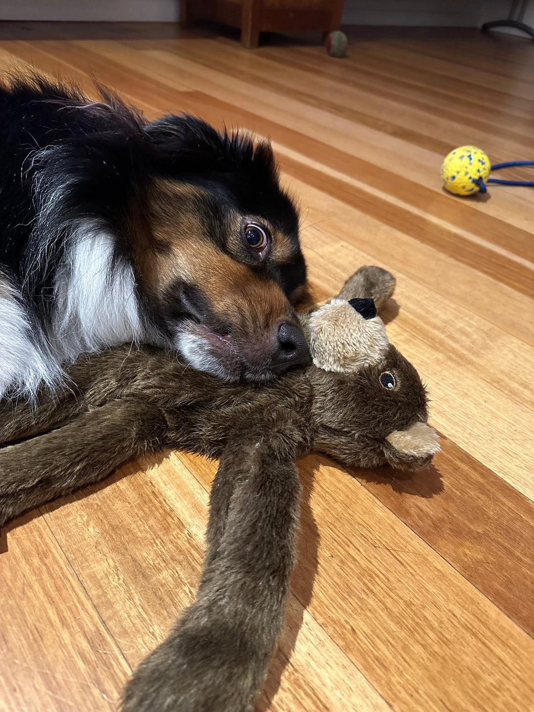 Bear rope plush Dog Toy