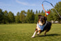 A black, white, and tan dog running across a green grass field under a blue sky, wearing a light blue bandana and looking up at a colorful toy attached to a long blue pole.