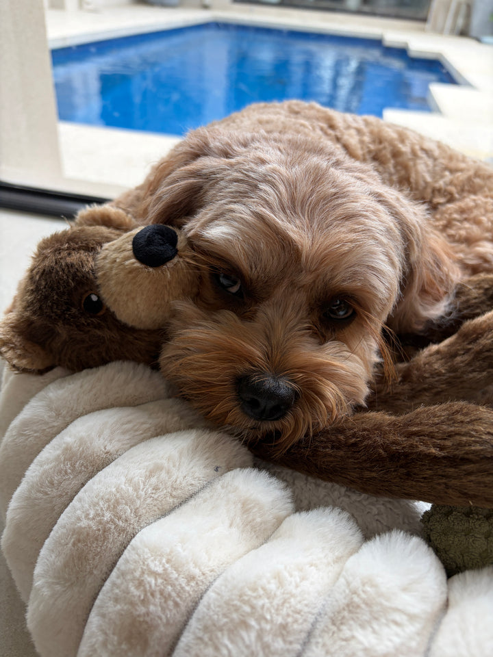 Bear rope plush Dog Toy