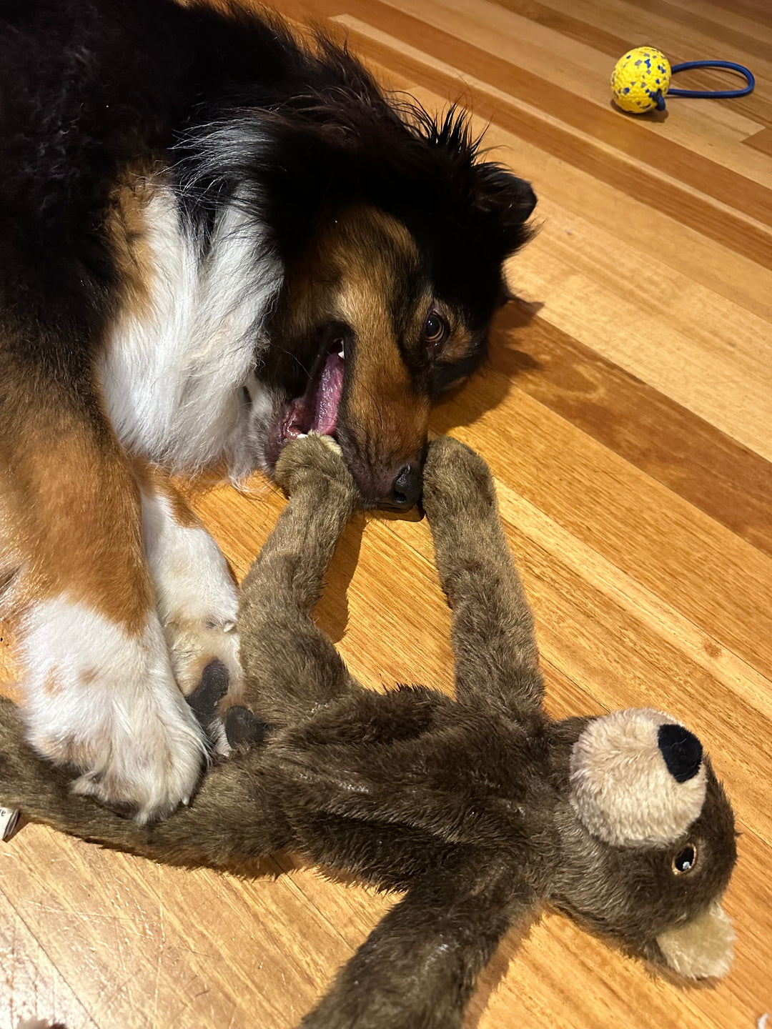 Bear rope plush Dog Toy
