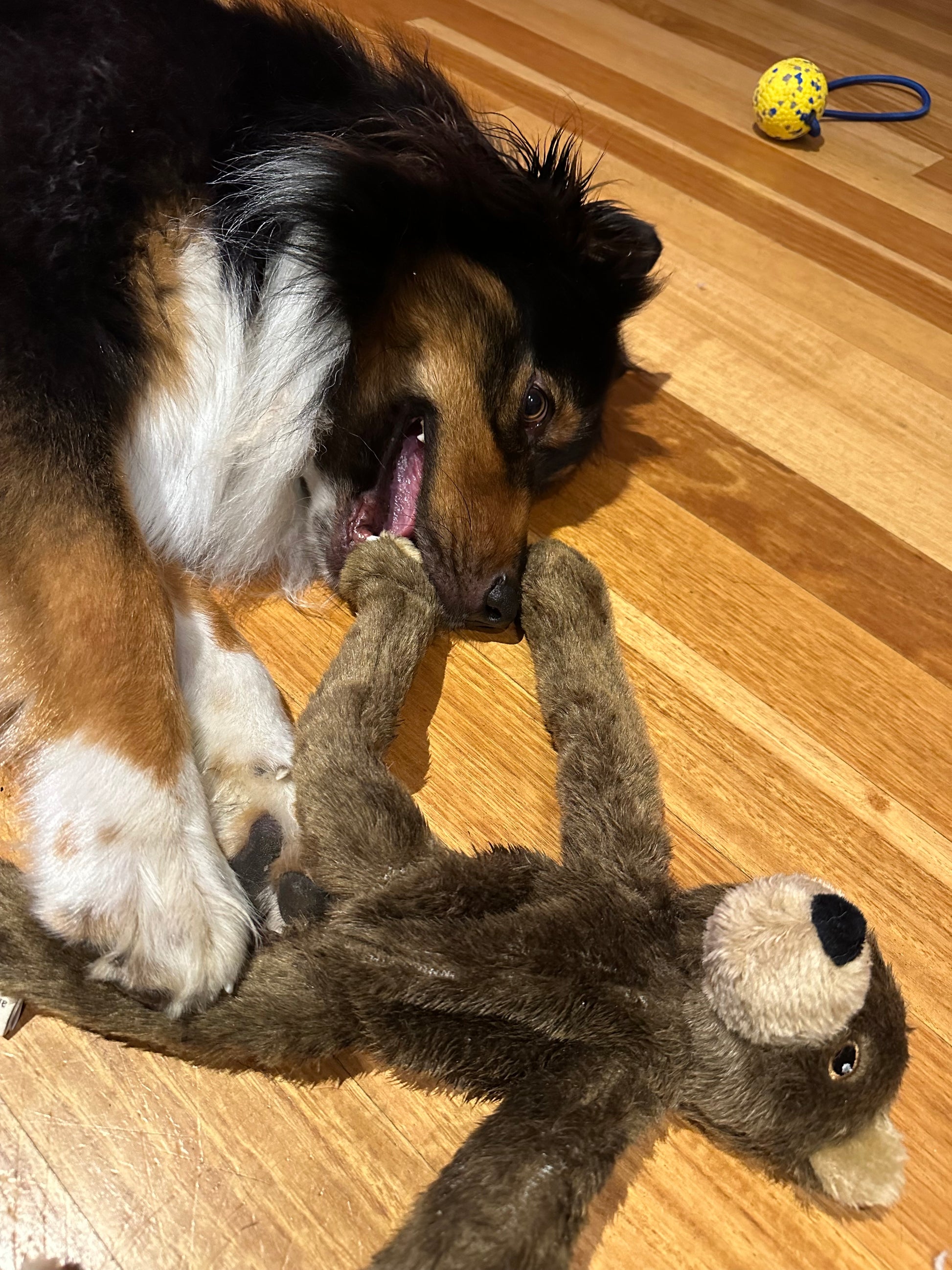 Bear Rope Plush Dog Toy