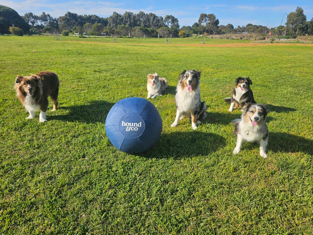 Herding Ball for Dogs Shop online at Hound&CO Dog chasing big