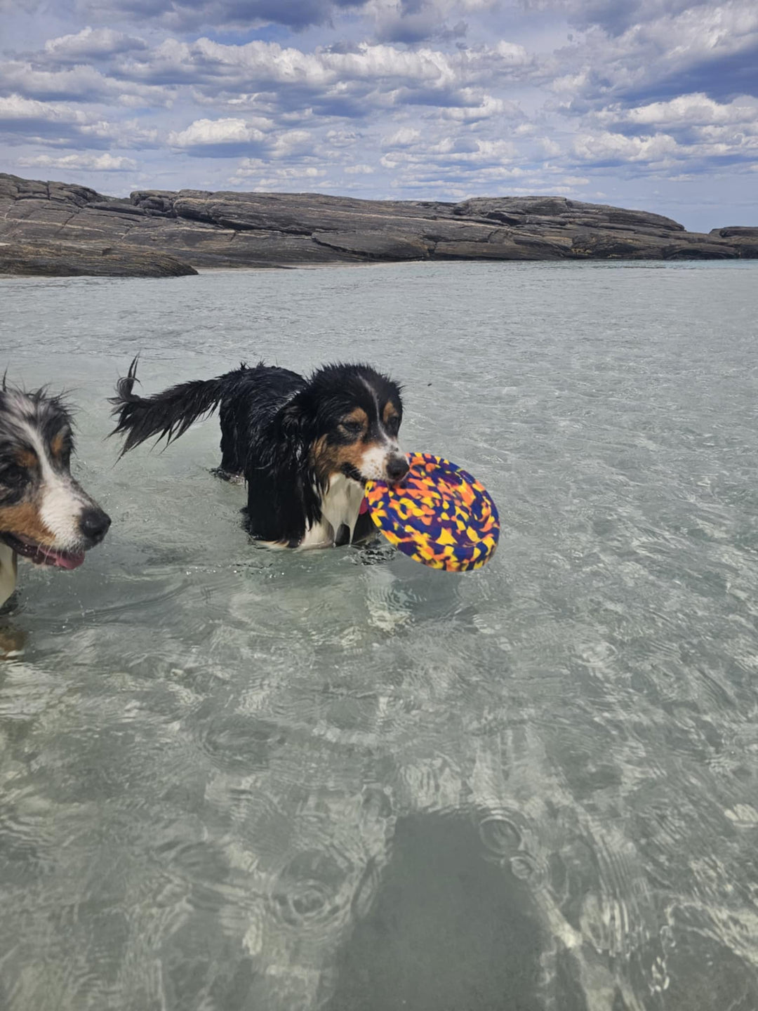 Camo Frisbee