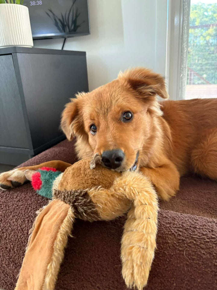 Pheasant Plush Dog Toy