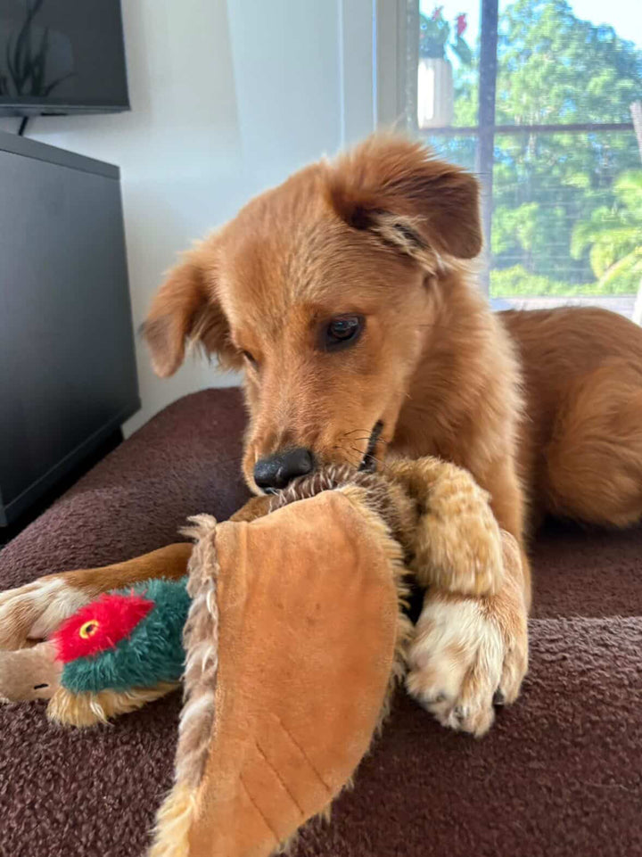 Pheasant Plush Dog Toy