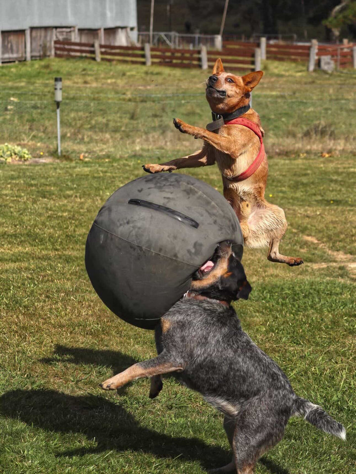 Outback Herder