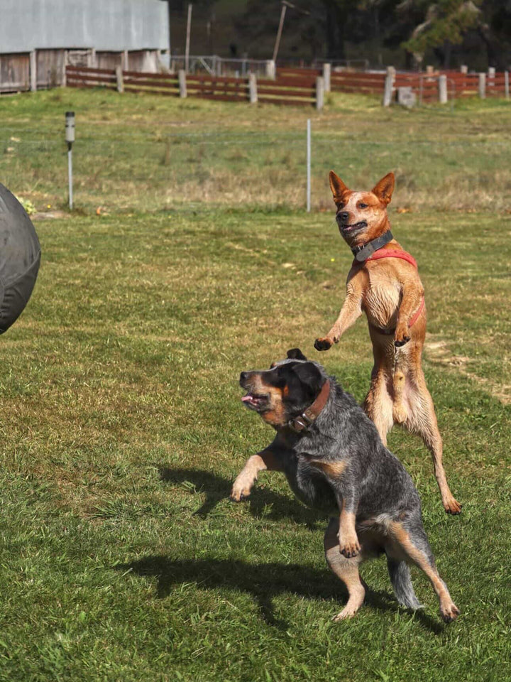 Outback Herder
