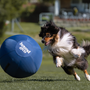 Herding Ball