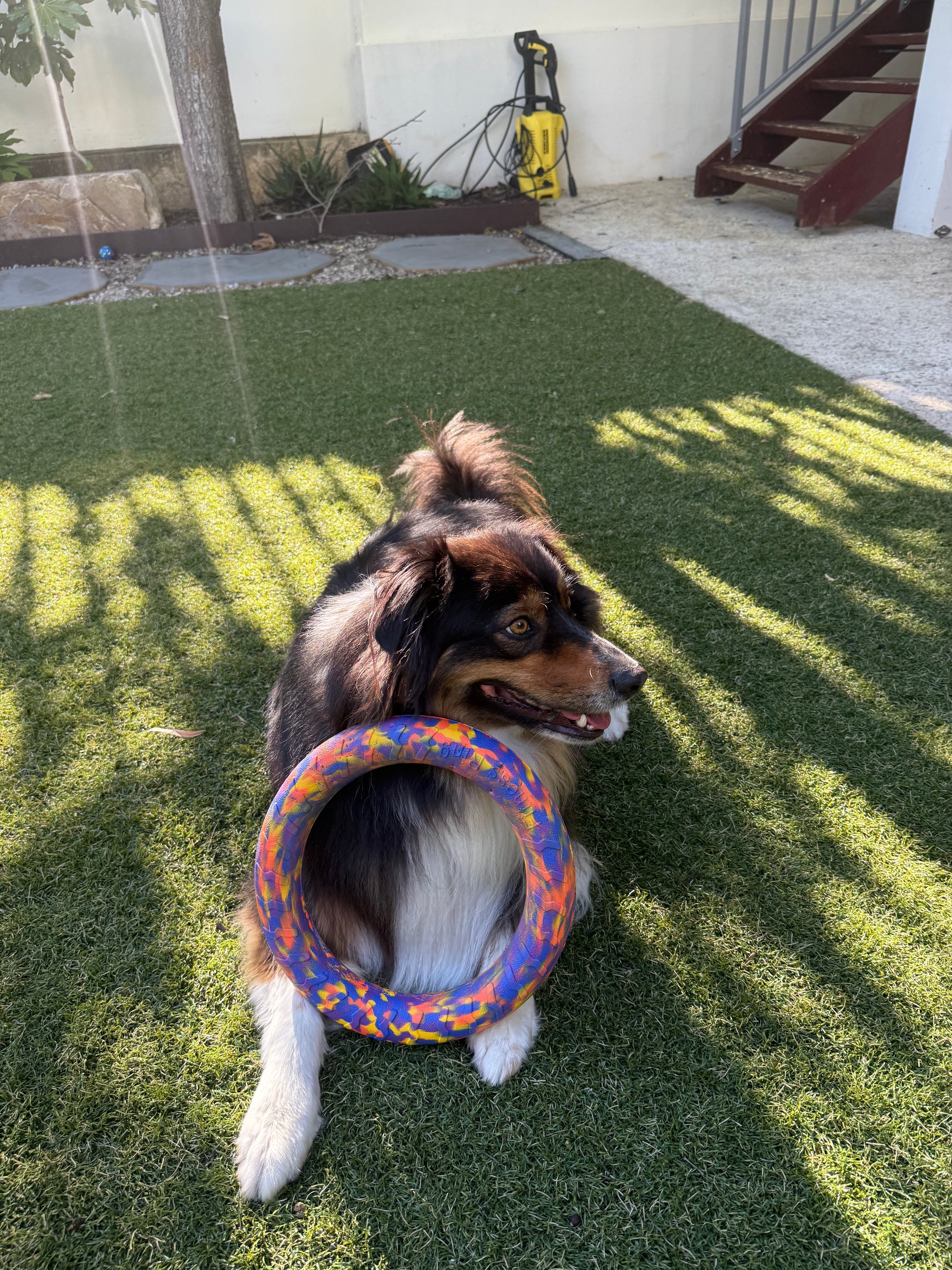 Tough Dog Bundle