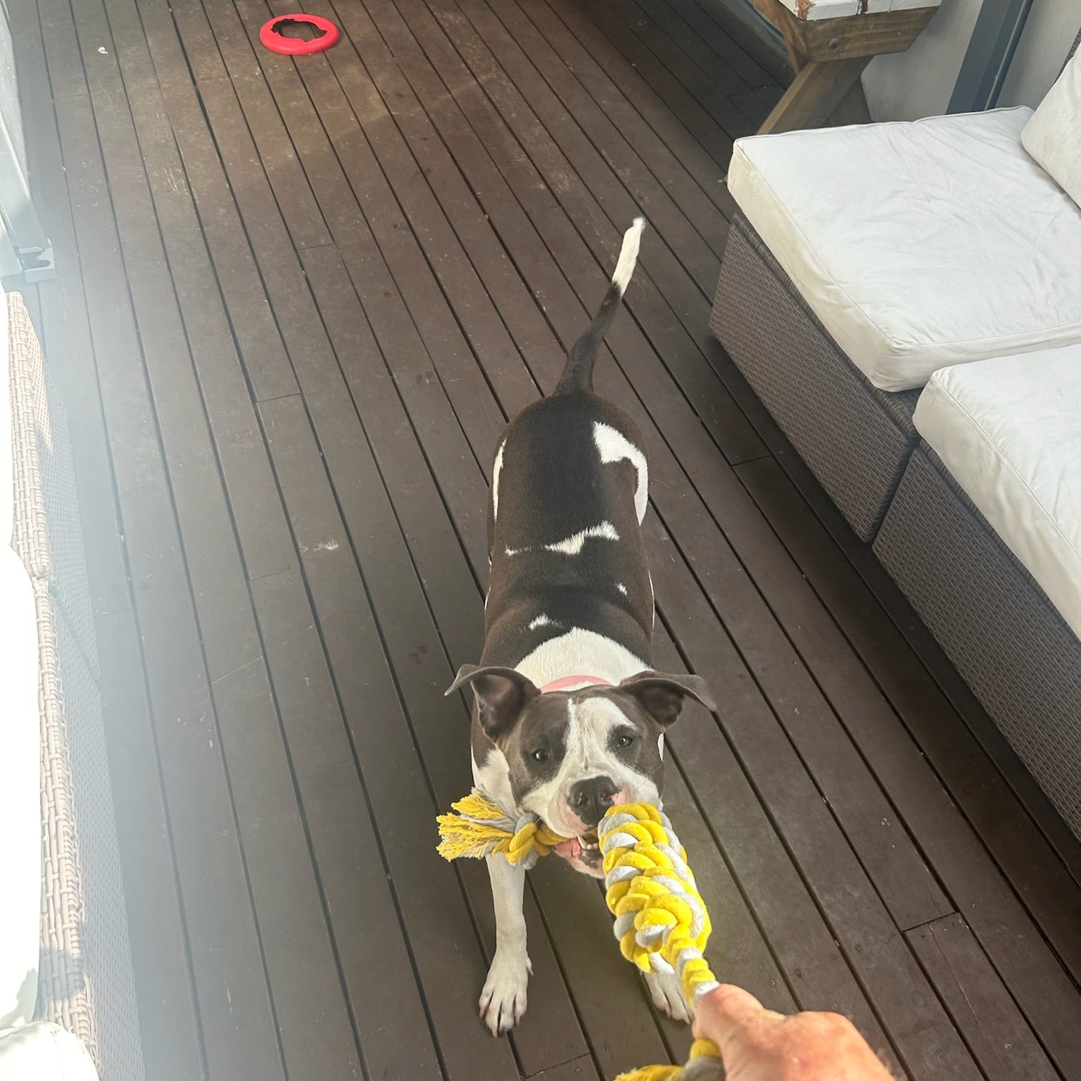 Chew Rope - Tough