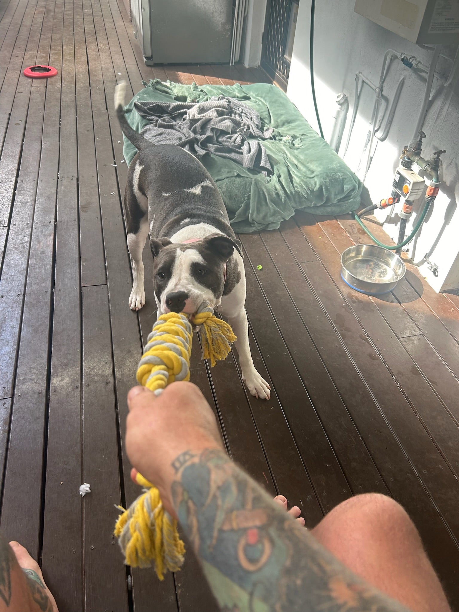 Tough Dog Bundle