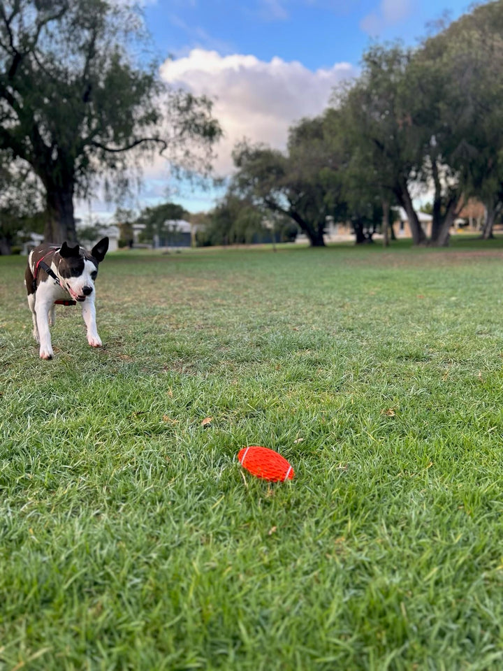 Honeycomb squeaky rugby ball