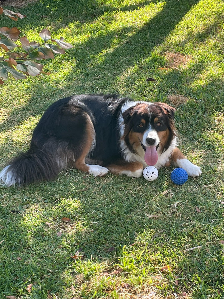 Honeycomb Squeaky Ball - Large