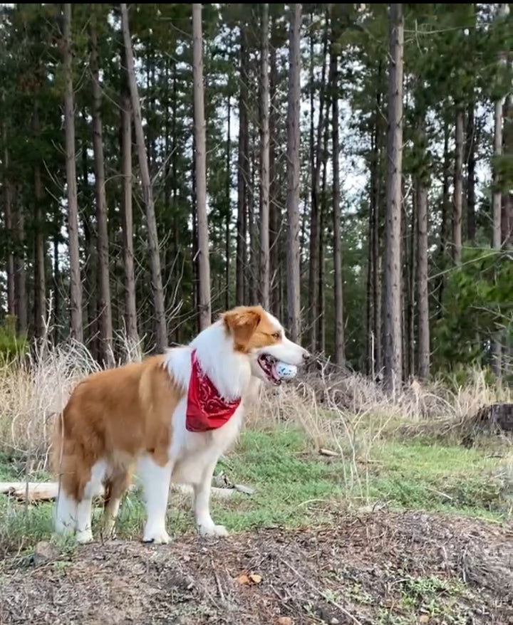 Bandana - Red