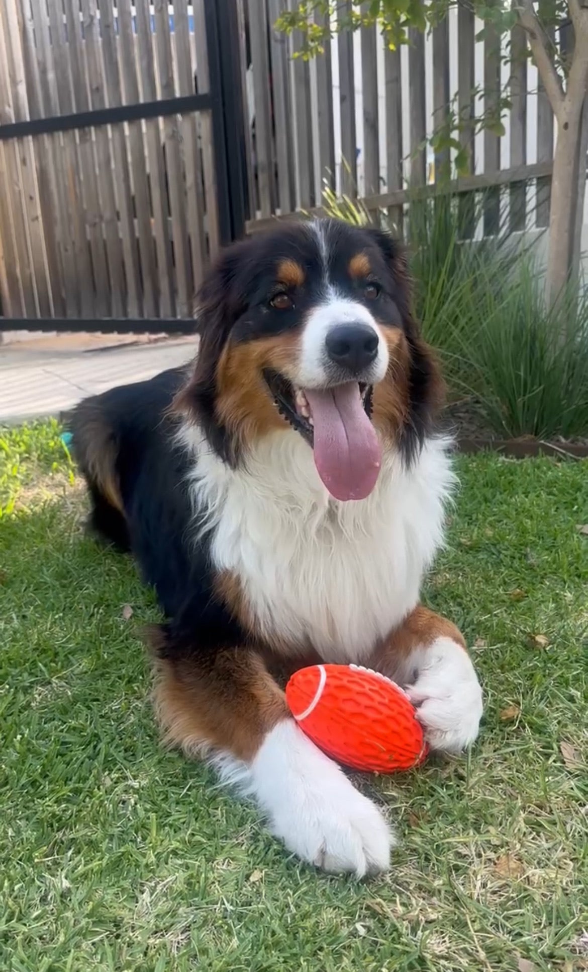 Tough Dog Bundle