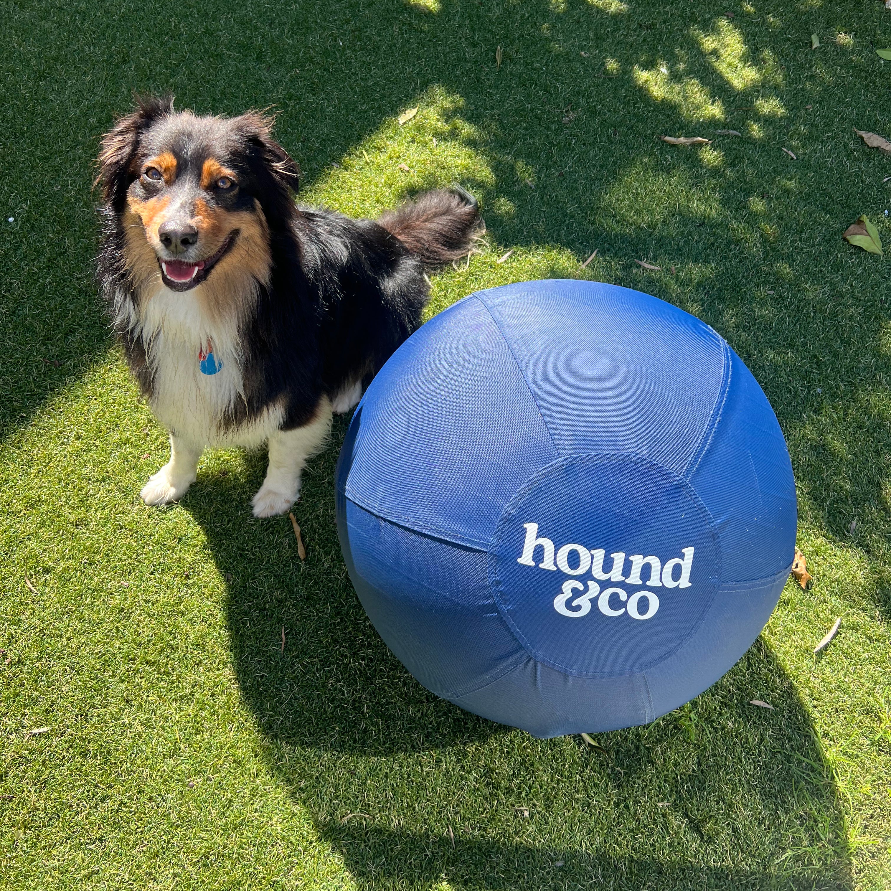 Herding ball australia best sale