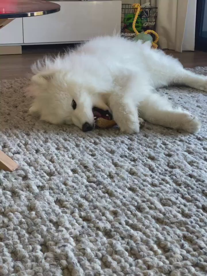 Tough Chewer Dog Bundle