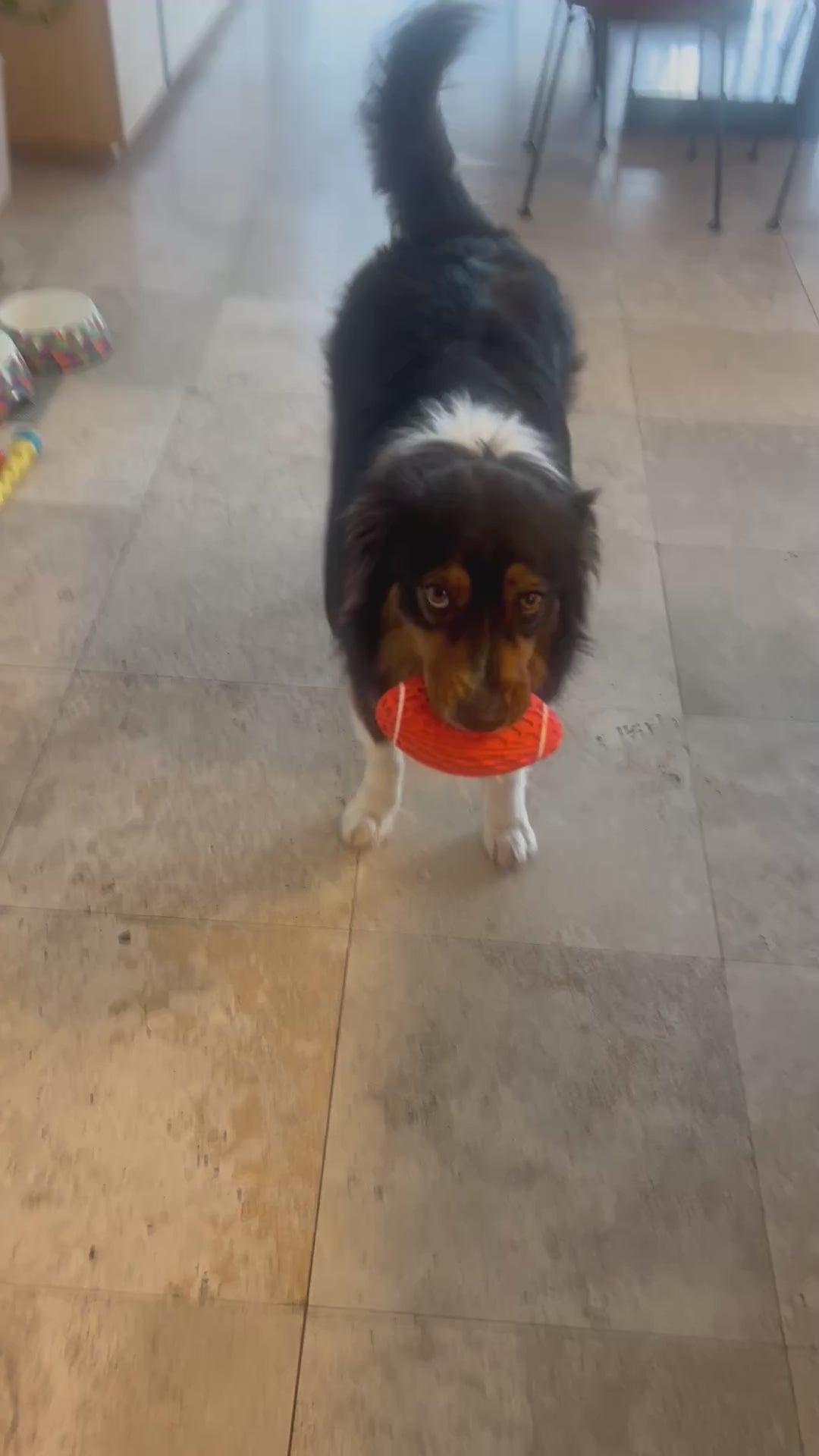 Honeycomb squeaky rugby ball