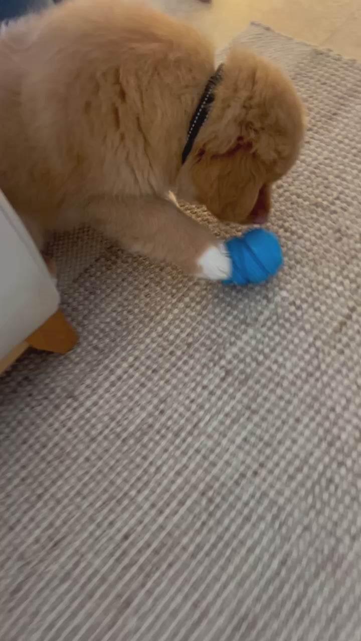 Treat Cone