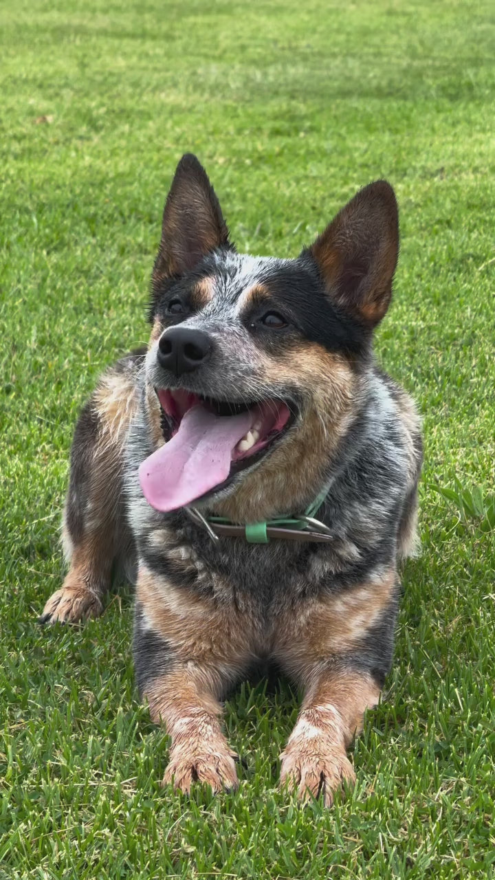 Outback Herder (Pre Order)