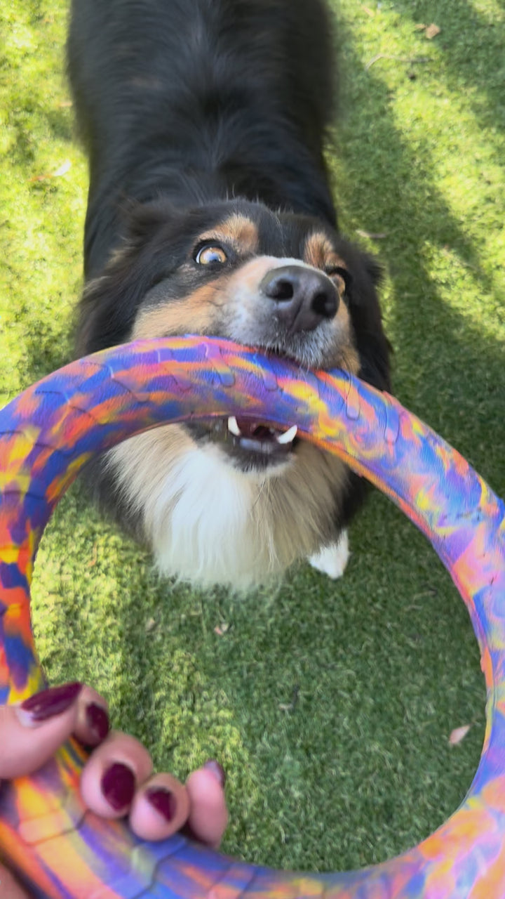 Tough Chewer Dog Bundle