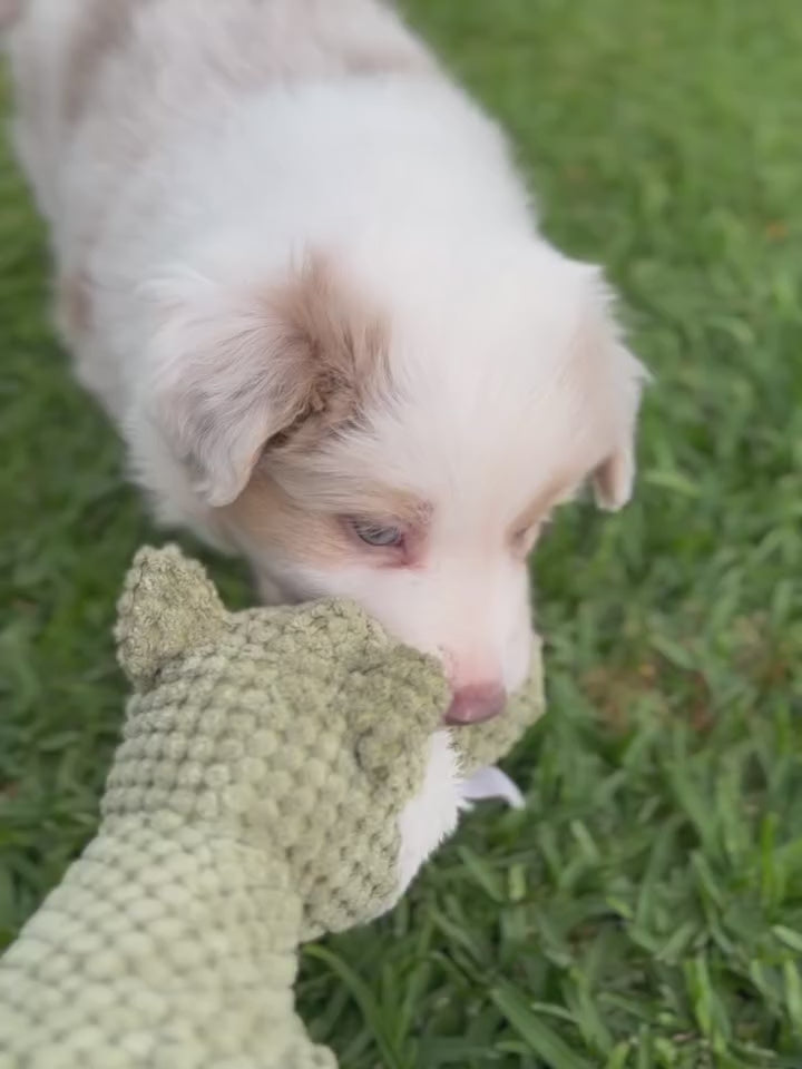 The Ultimate Puppy Bundle