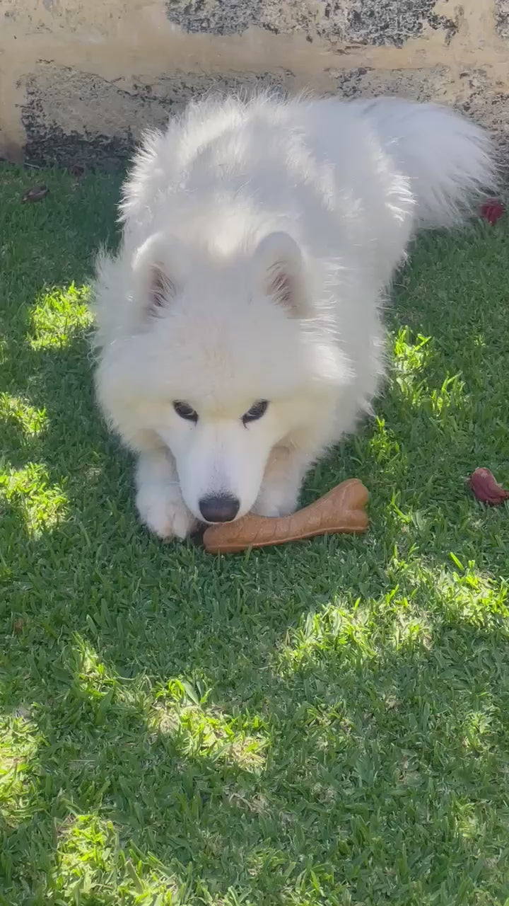 Tough Chewer Dog Bundle