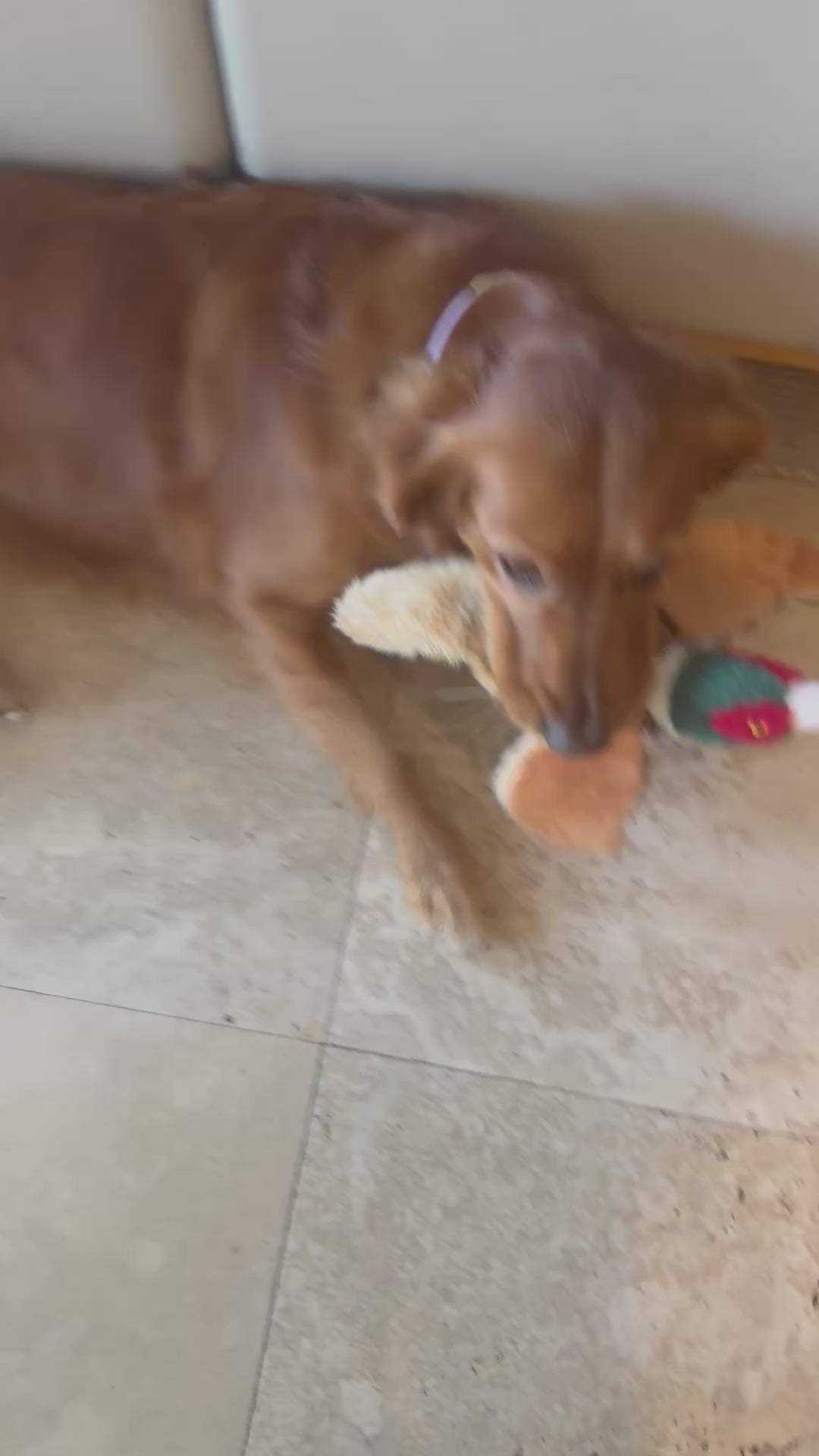 Pheasant Plush Dog Toy