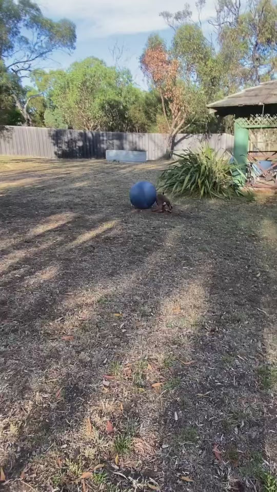 Herding Ball