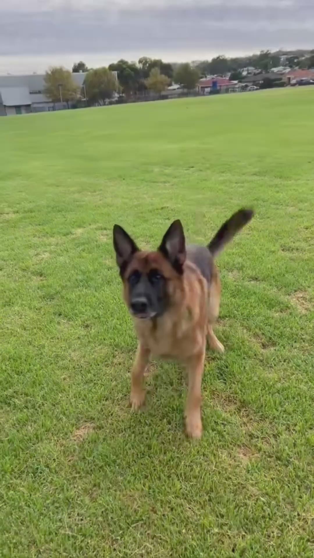 Herding Ball