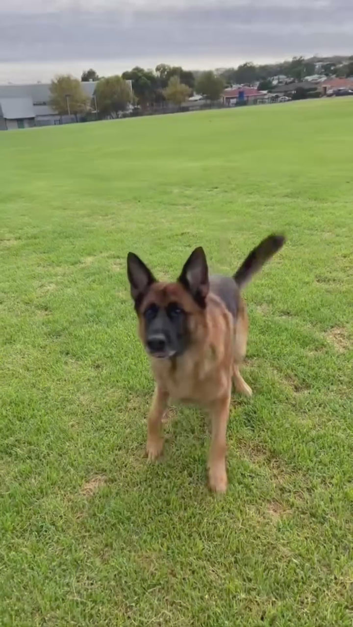 Herding Ball