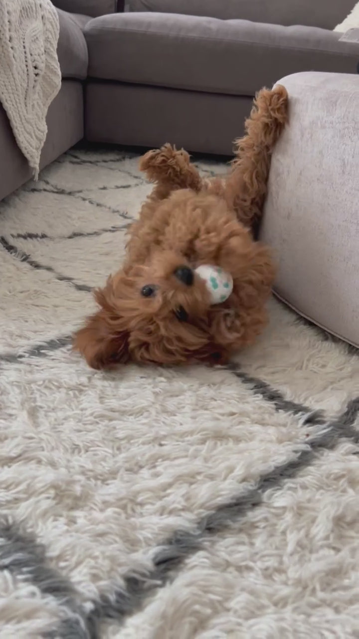 The Ultimate Puppy Bundle