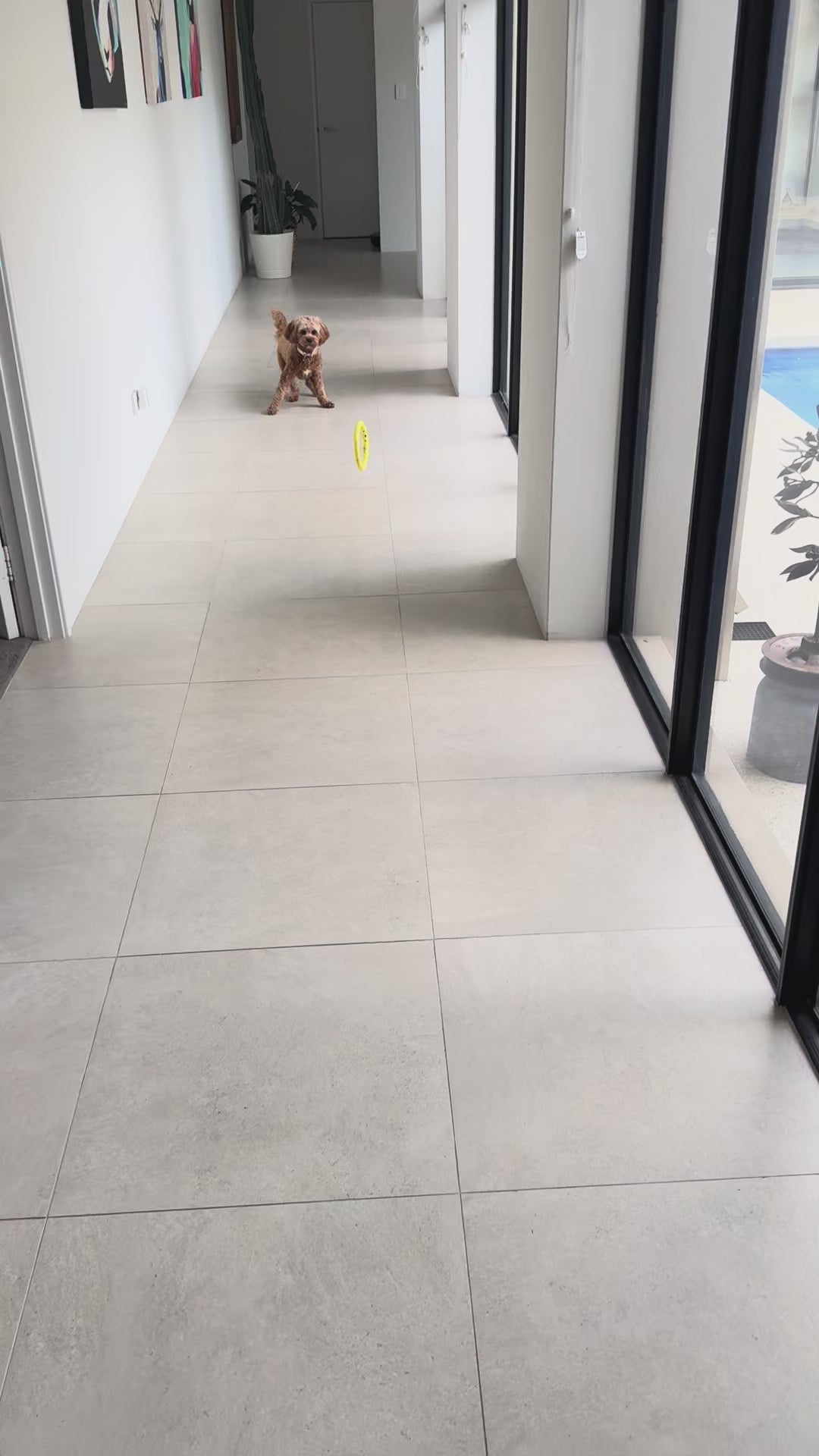 The Ultimate Puppy Bundle