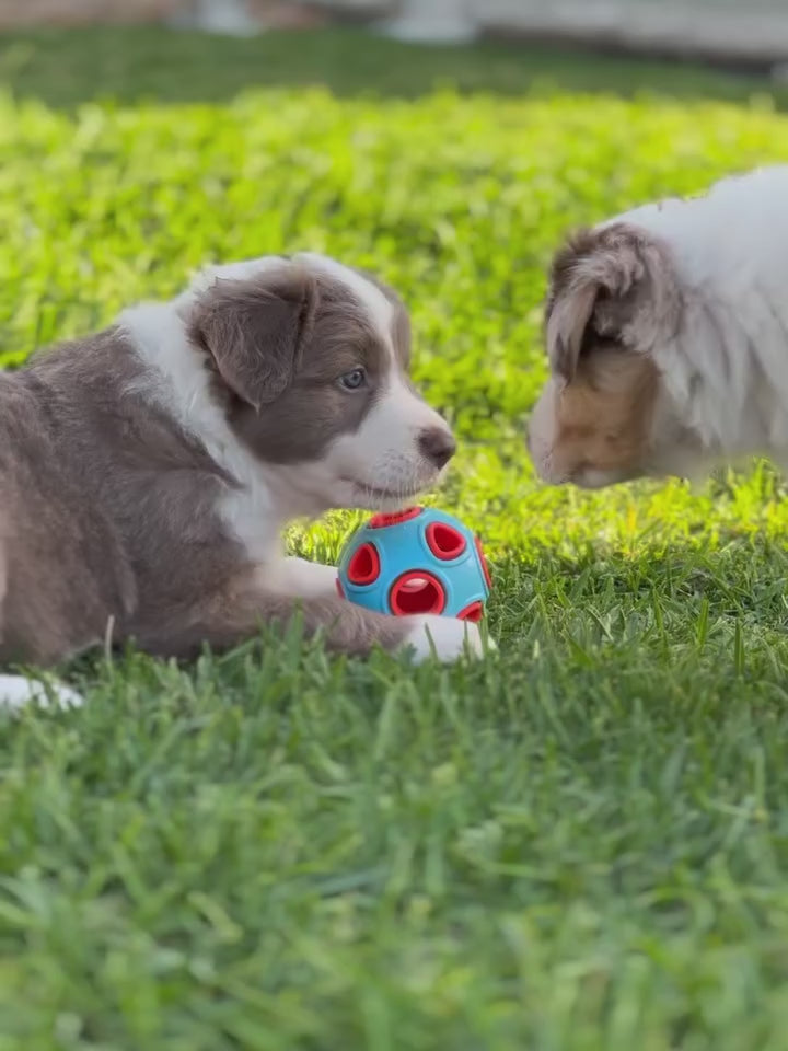 The Ultimate Puppy Bundle