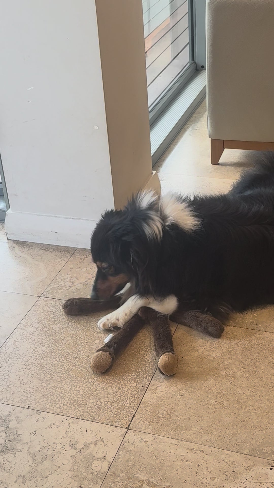 Bear rope plush Dog Toy