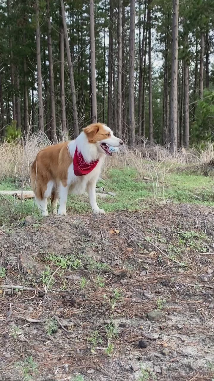 Bandana - Red