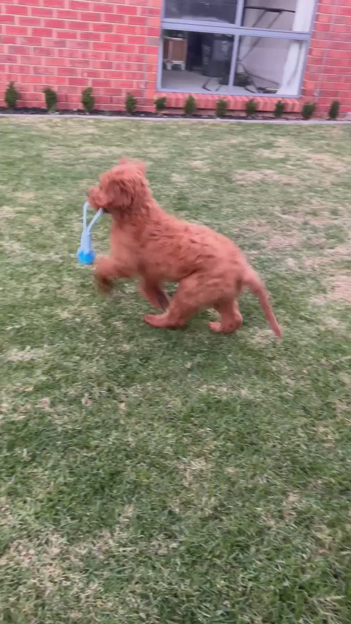 The Ultimate Puppy Bundle