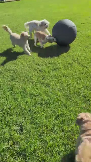 Outback Herder