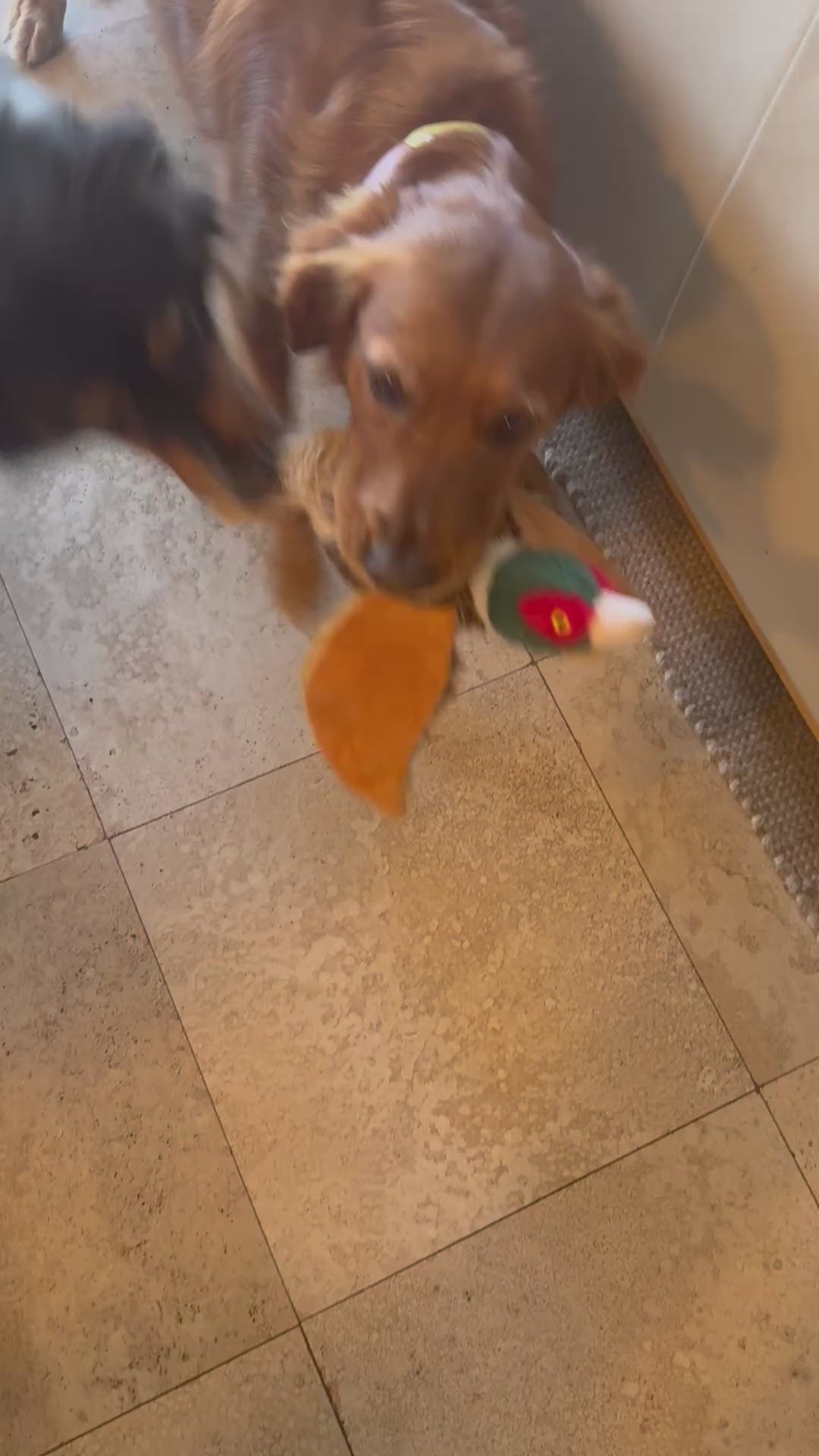 Pheasant Plush Dog Toy