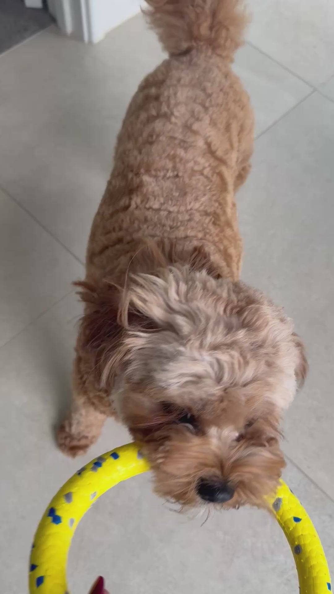 The Ultimate Puppy Bundle